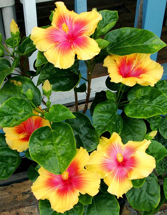 hibiscus flower in the tropical garden