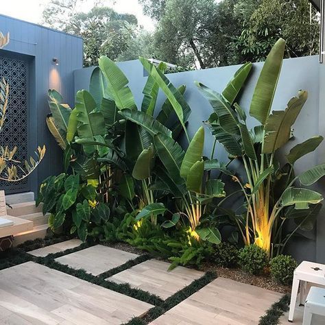 Banana tree for tropical terrace design