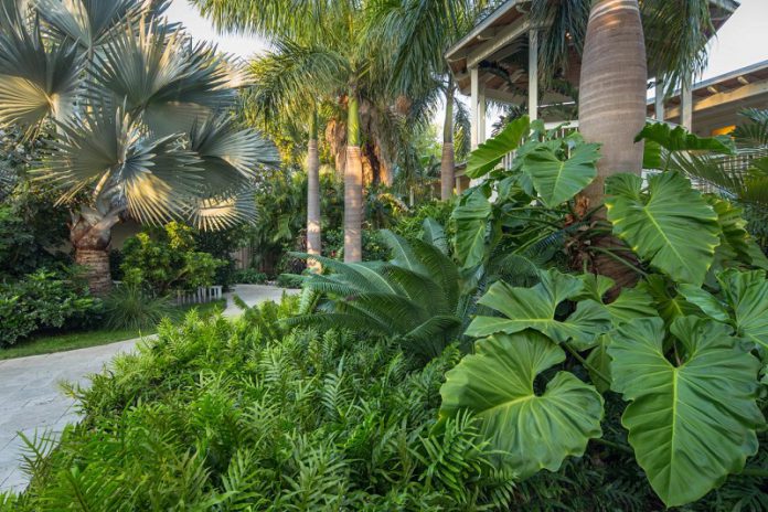 Lush tropical garden plants for outdoor