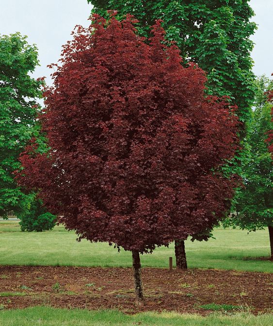 Norway maple for Scandinavian landscaping