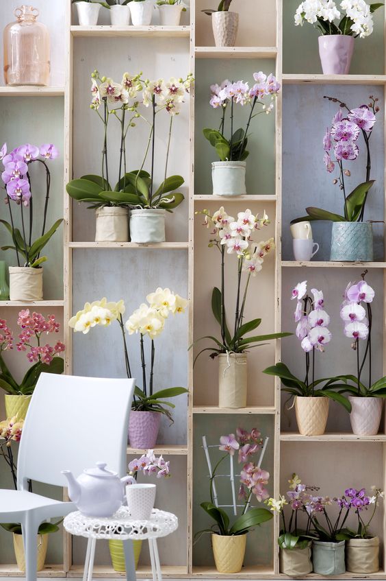 orchid to beautify the interior space