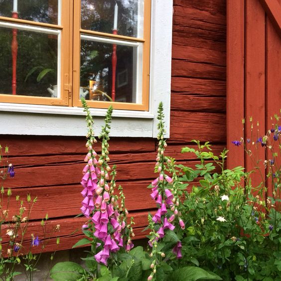 perennials to decorate Scandinavian garden