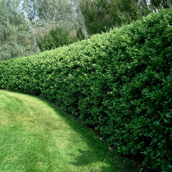 shrubs in Scandinavian landscaping