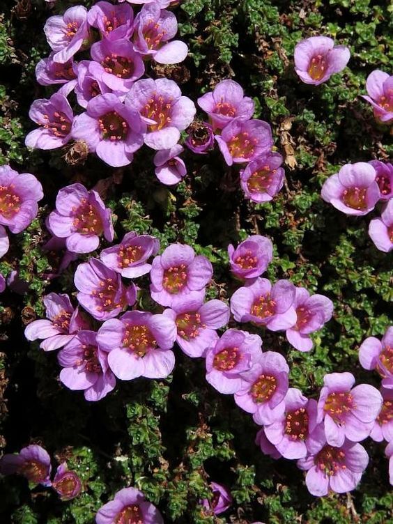 purple saxifrage in Scandinavian landscaping