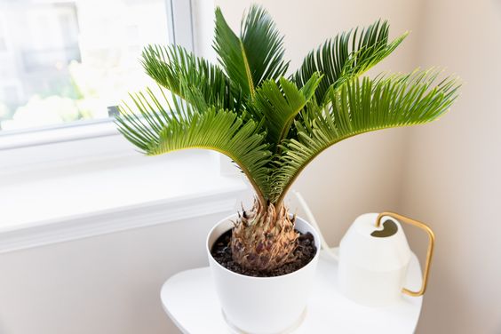 sago palm indoor tropical plant