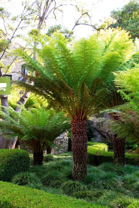tree fern in tropical garden
