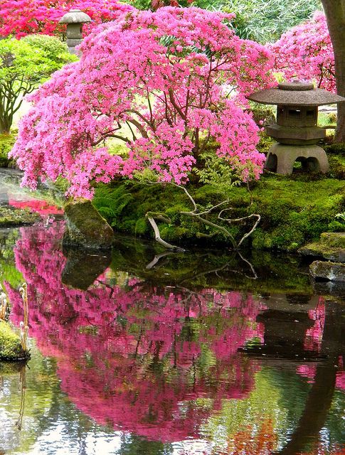 Azalea plants to create lush Japanese garden