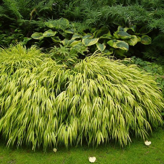 hakonechloa Japanese native plants