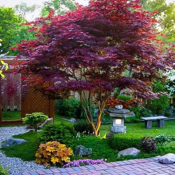 Japanese maple tree give the color to Japanese garden