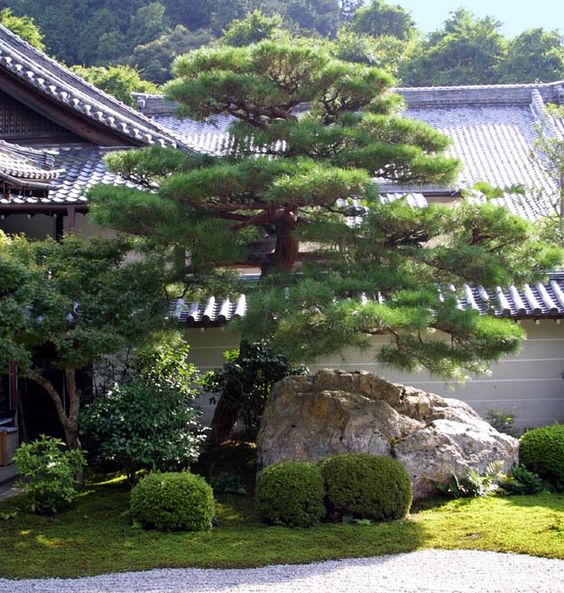 Japanese pine evergreen garden aesthetic