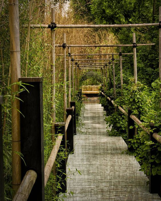 bamboo in Japanese garden