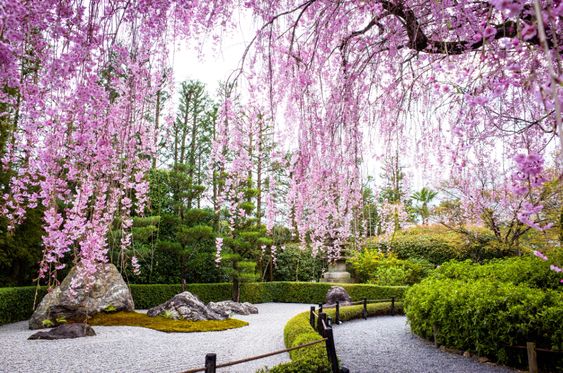 Beautiful cherry trees in Japanese garden