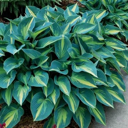 Hosta beautiful green shade in Japanese garden