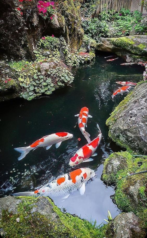 koi fish Japanese garden aesthetic