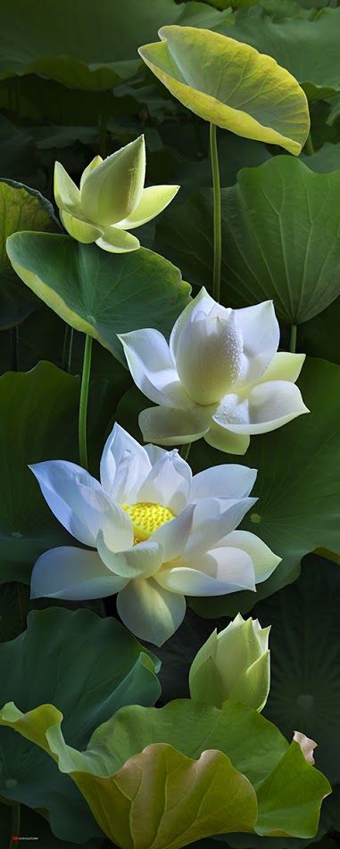 lotus in Japanese garden