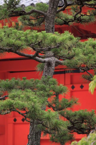 Buddhist Pine