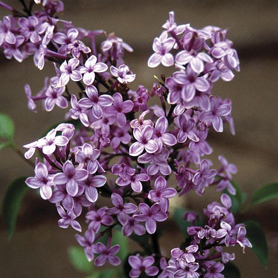  Chinese Lilac for fine landscaping project