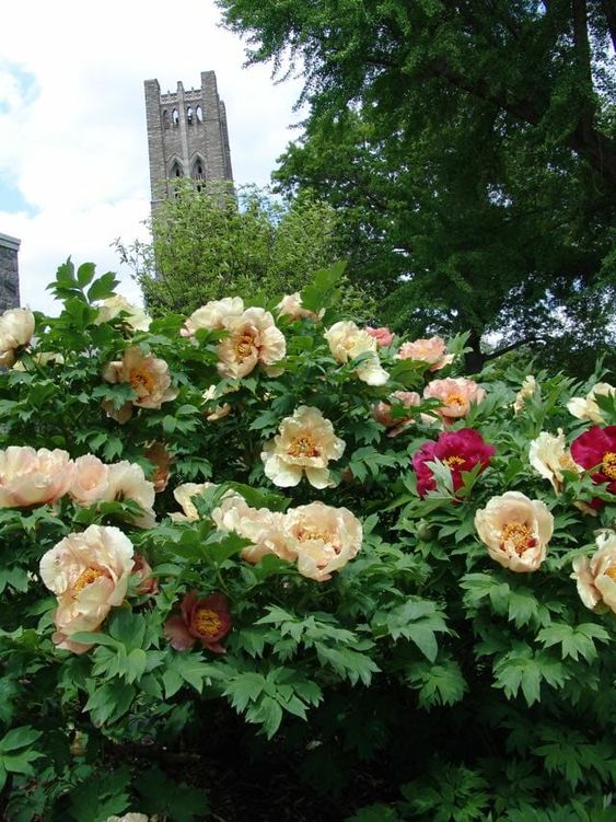 tree peony in Chinese garden