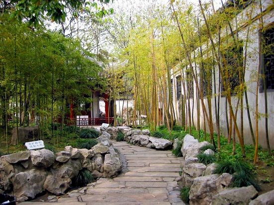 bamboo in Chinese garden