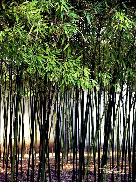 bamboo in Chinese garden