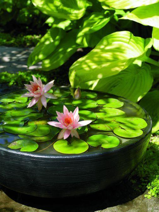 lotus pond idea Japanese garden