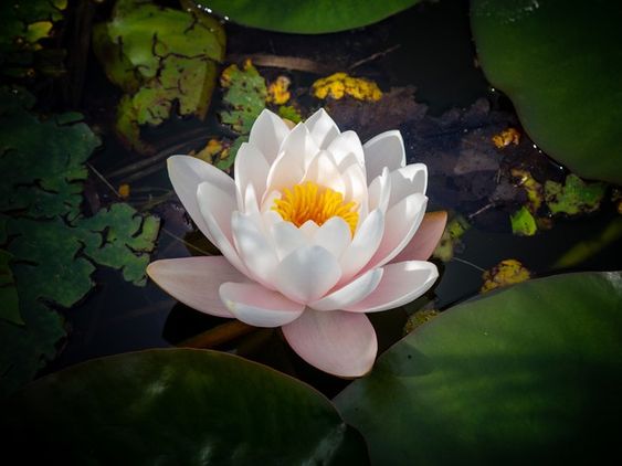 sacred lotus in Chinese garden