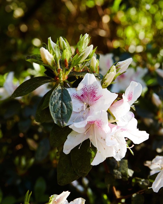 1. Nestucca Rhododendron