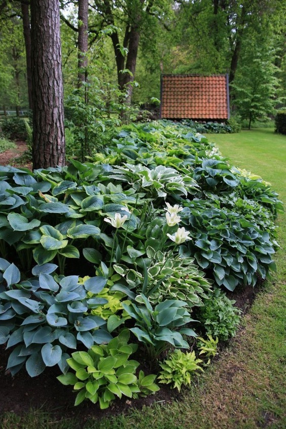 18 Tips For Perfect Shade Garden And Long life Plants JordLingHome