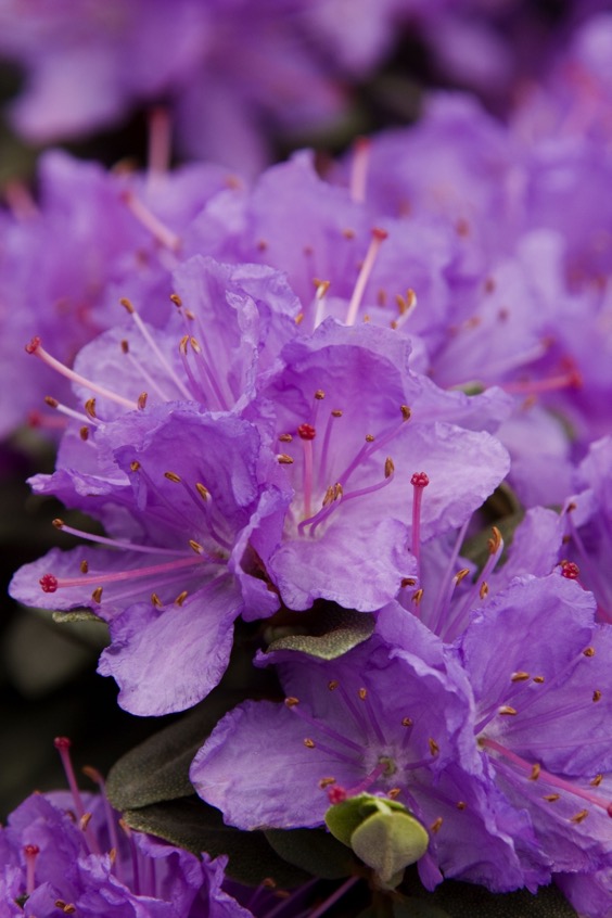 12. Ramapo Rhododendron