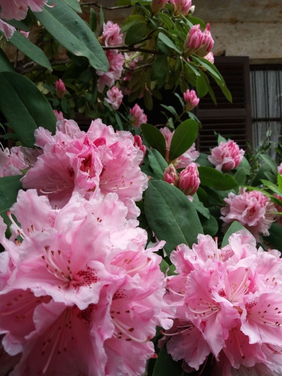 13. English Roseum Rhododendron