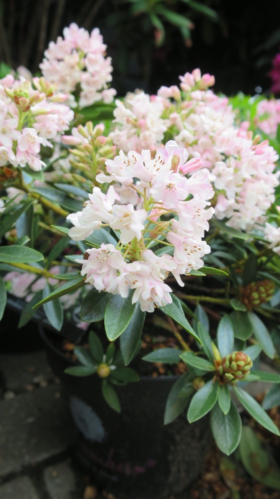 15. Boule de Neige Rhododendron