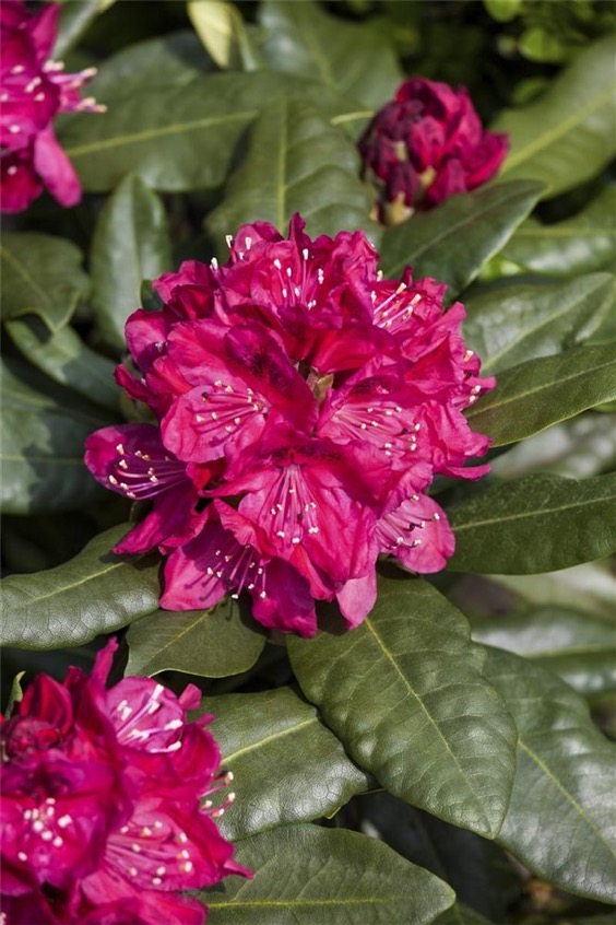 16. Nova Zembla Rhododendron