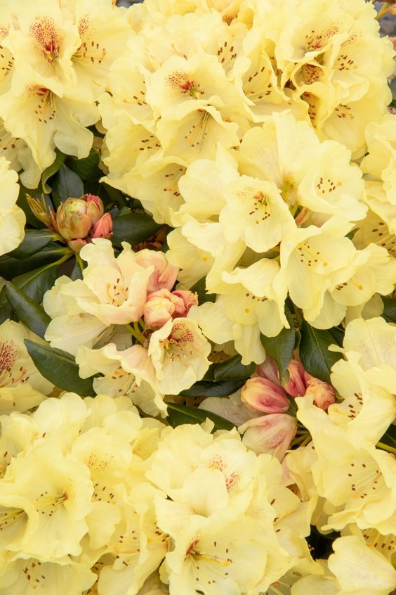 17. Gold Prinz Rhododendron