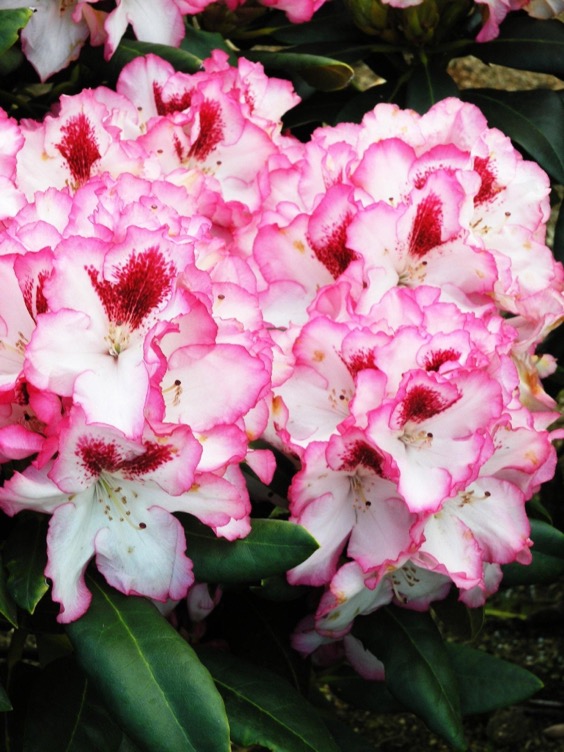 2. Cherry Cheesecake Rhododendron