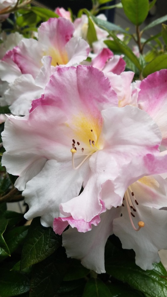 3. Ken Janeck Rhododendron