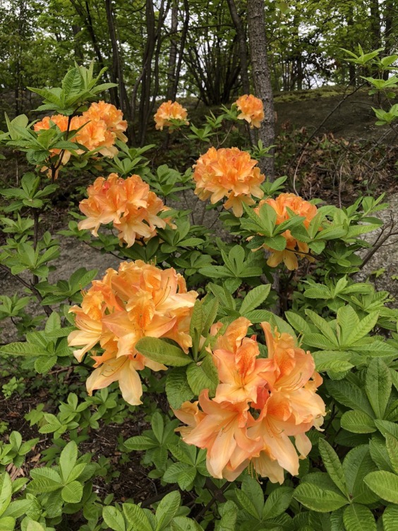 4. Dexters Orange Rhododendron