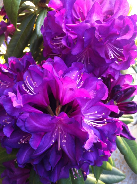 5. Black Satin Rhododendron