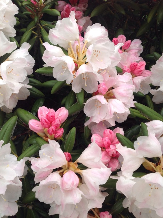 6. Loderi King George Rhododendron