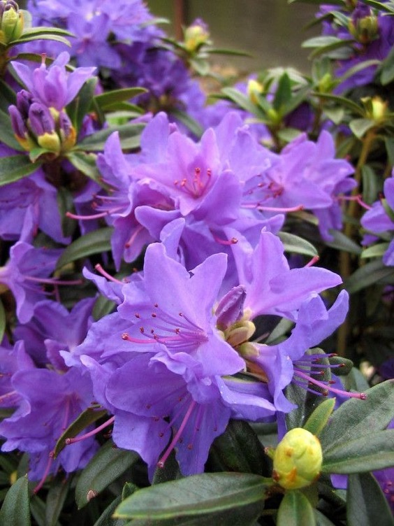 8. Blue Peter Rhododendron