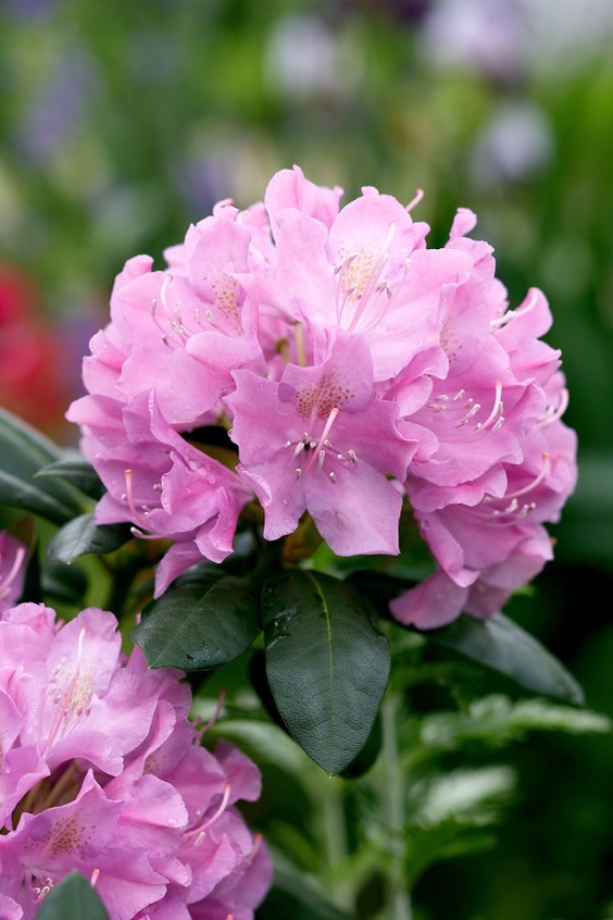 9. Ginny Gee Rhododendron
