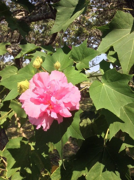 19. Cotton Rose Hibiscus